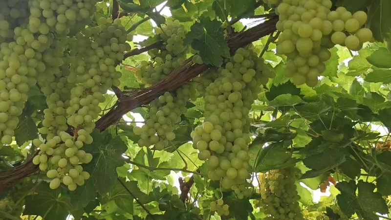 吐鲁番葡萄🍇无核白，白香妃