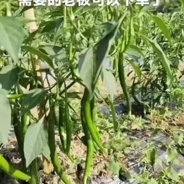 云南二斤条辣椒