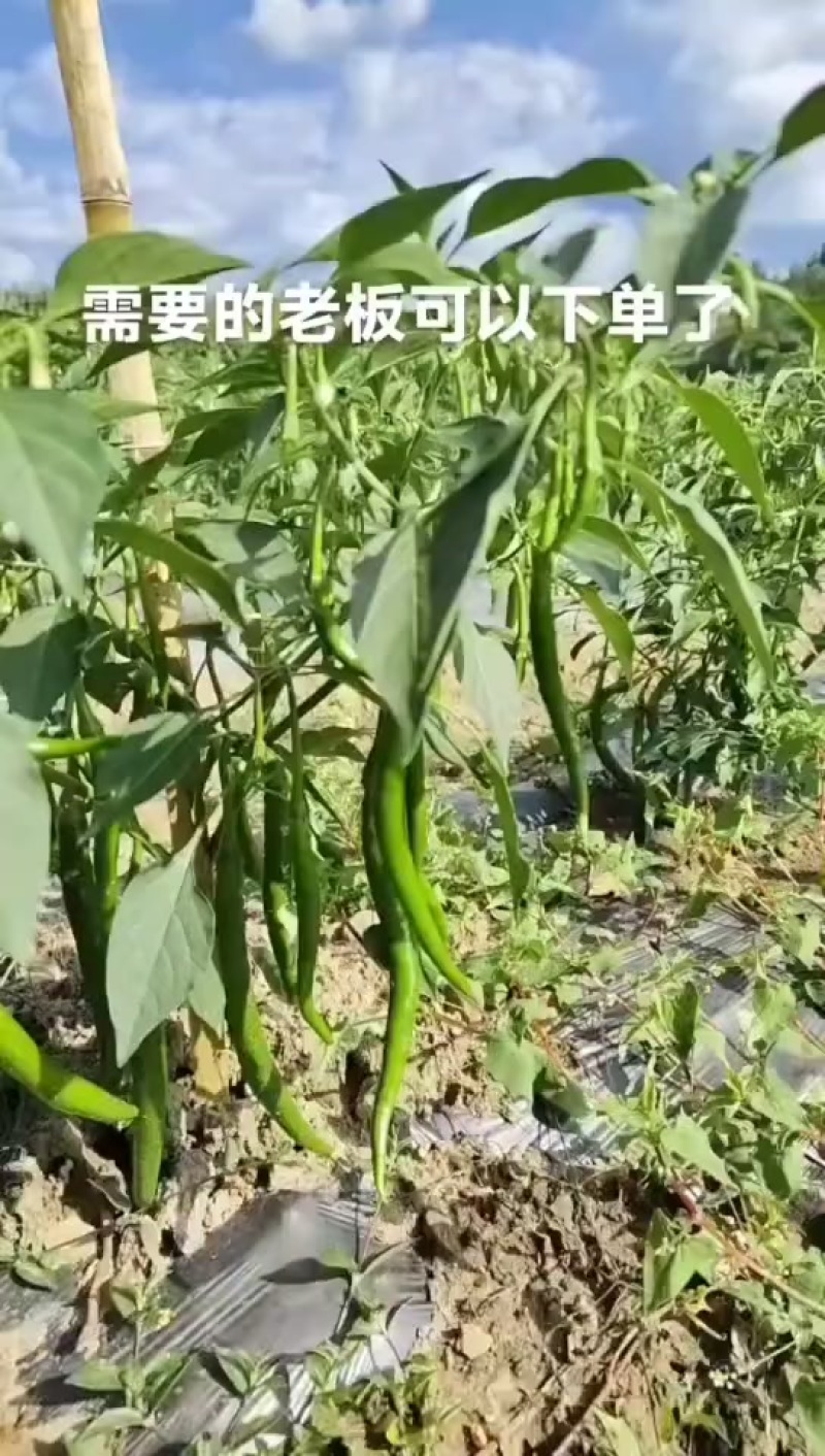 云南二斤条辣椒