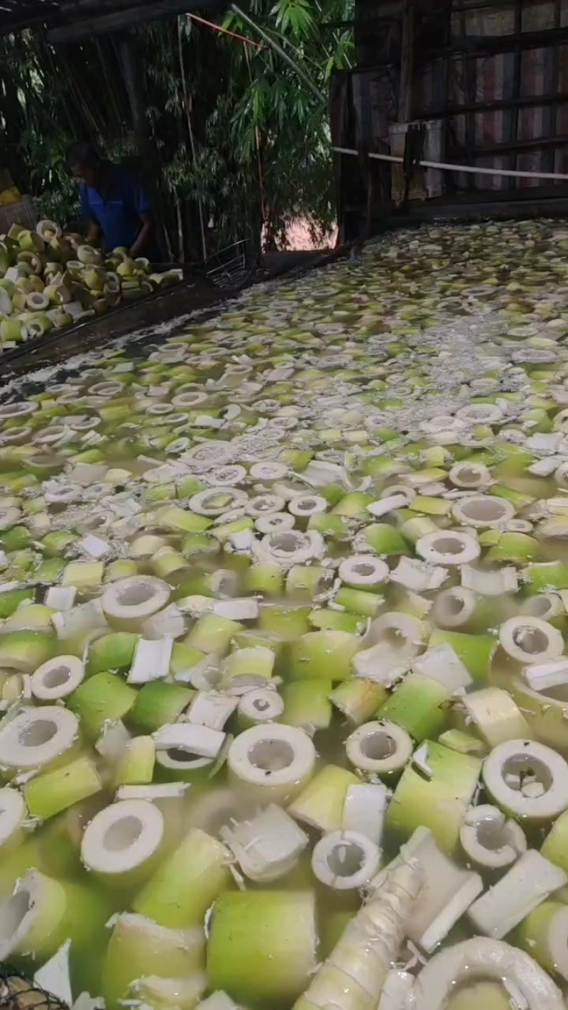 英德麻竹笋，笋尾，笋筒，笋条都有货