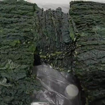 皱叶甘蓝