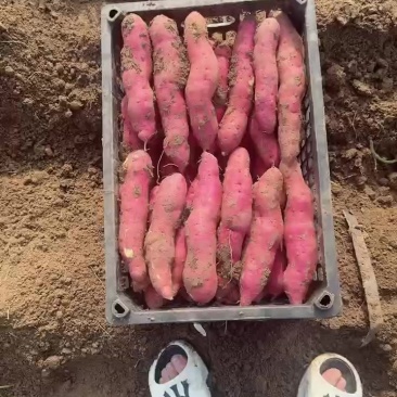 凌海代办各种农副产品