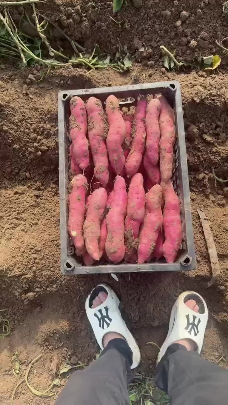 凌海代办各种农副产品
