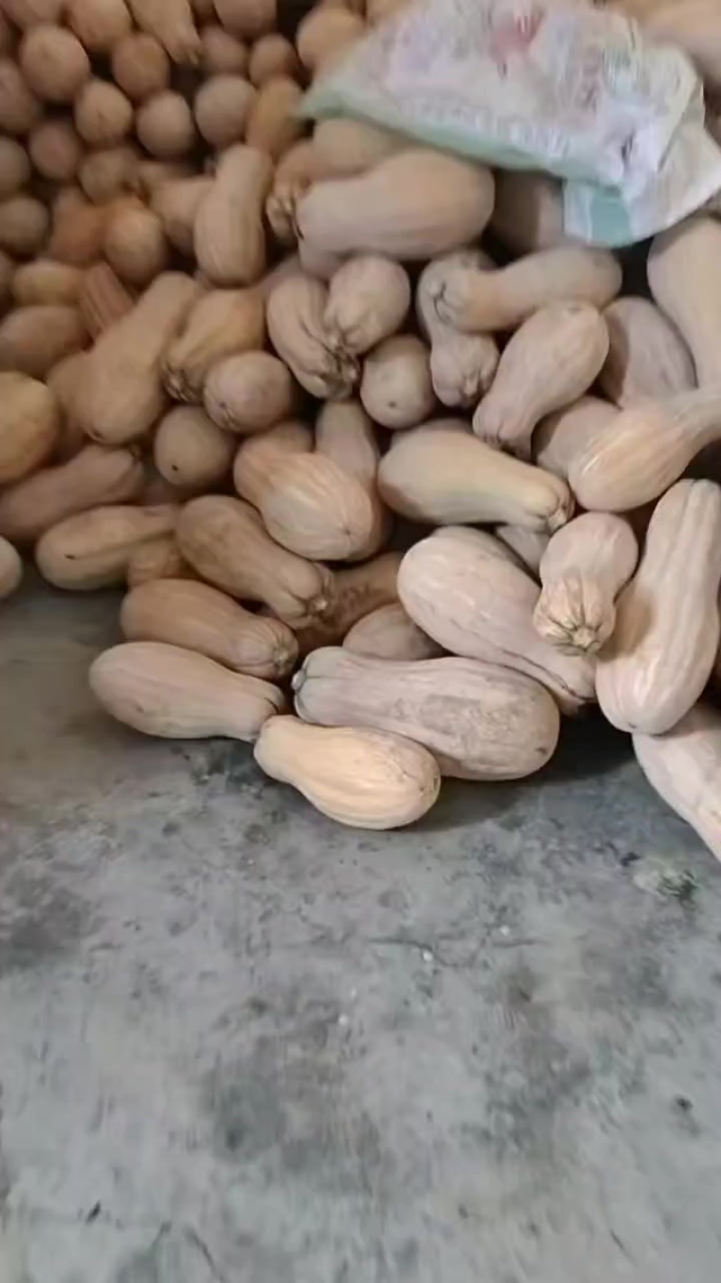 蜜本南瓜，一年一度大赛，价格***的时候来了，头茬瓜