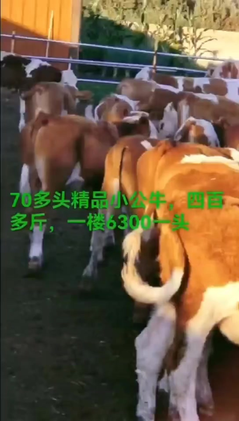 牛源多，草地牛