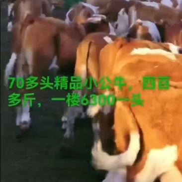 牛源多，草地牛