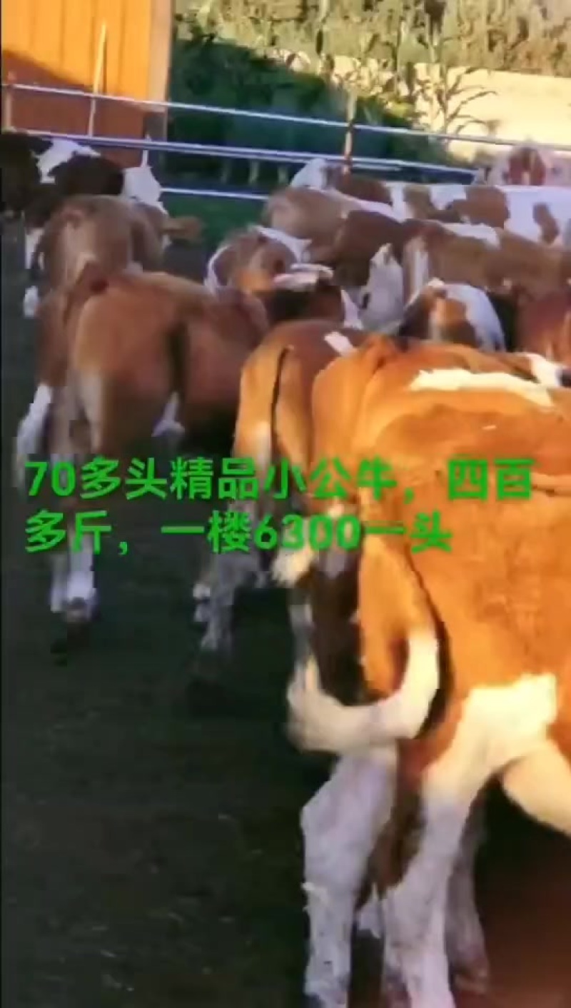 牛源多，草地牛