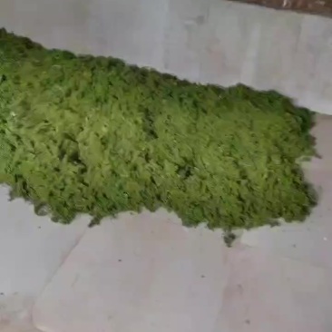 青花椒有老板有想法的联系加微信***********