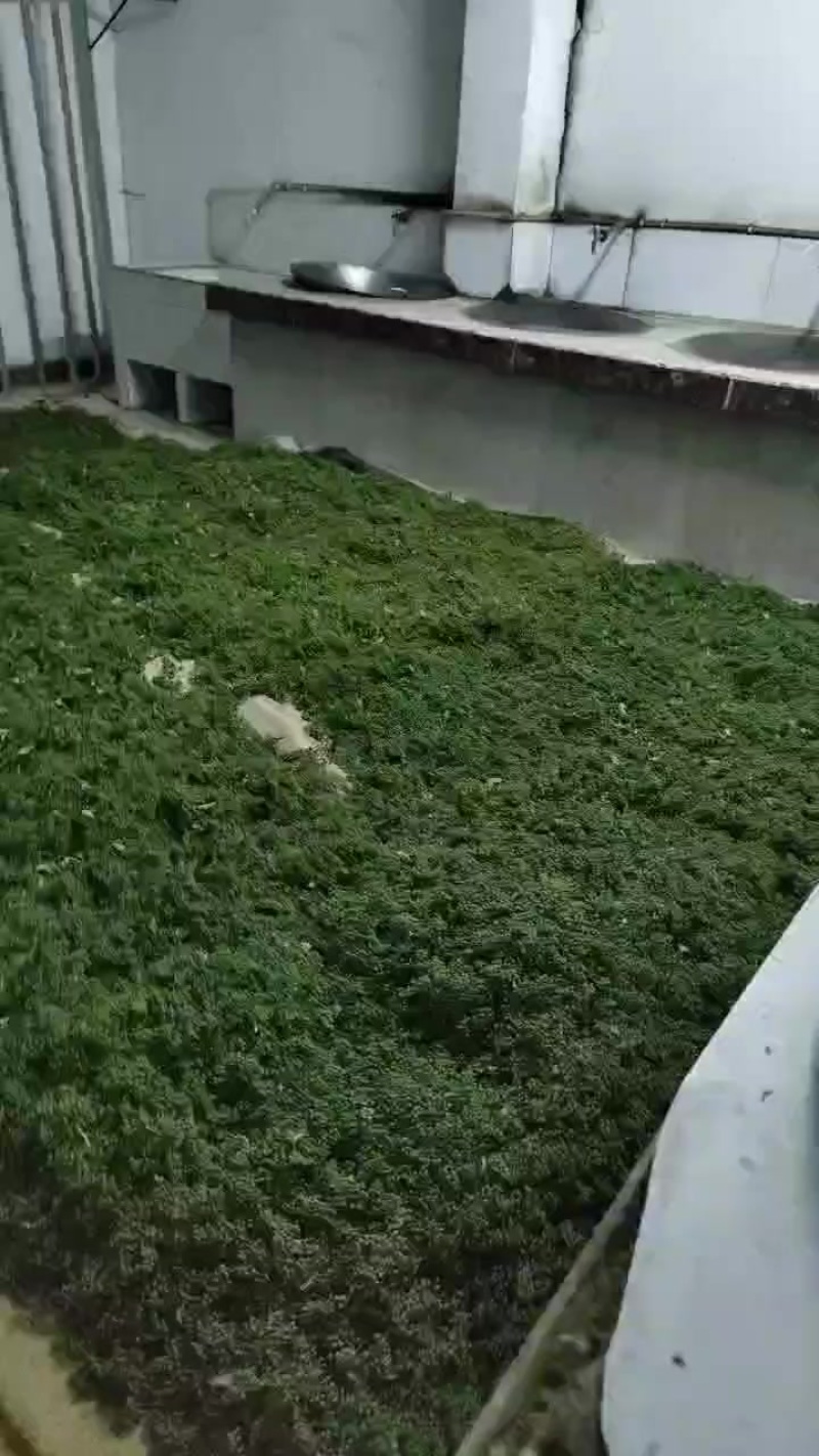青花椒有老板有想法的联系加微信***********