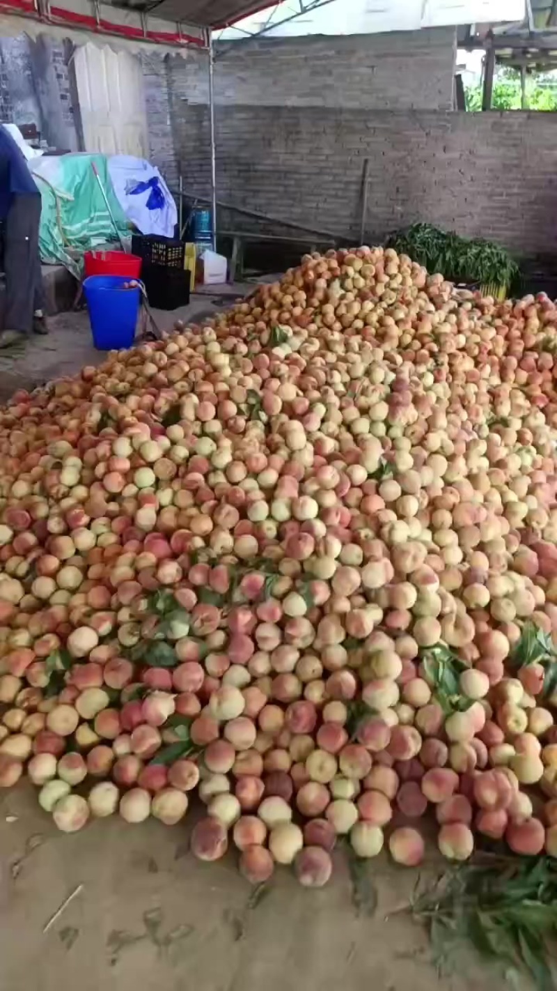 苹果桃大量成熟了，需要的老板抓紧了