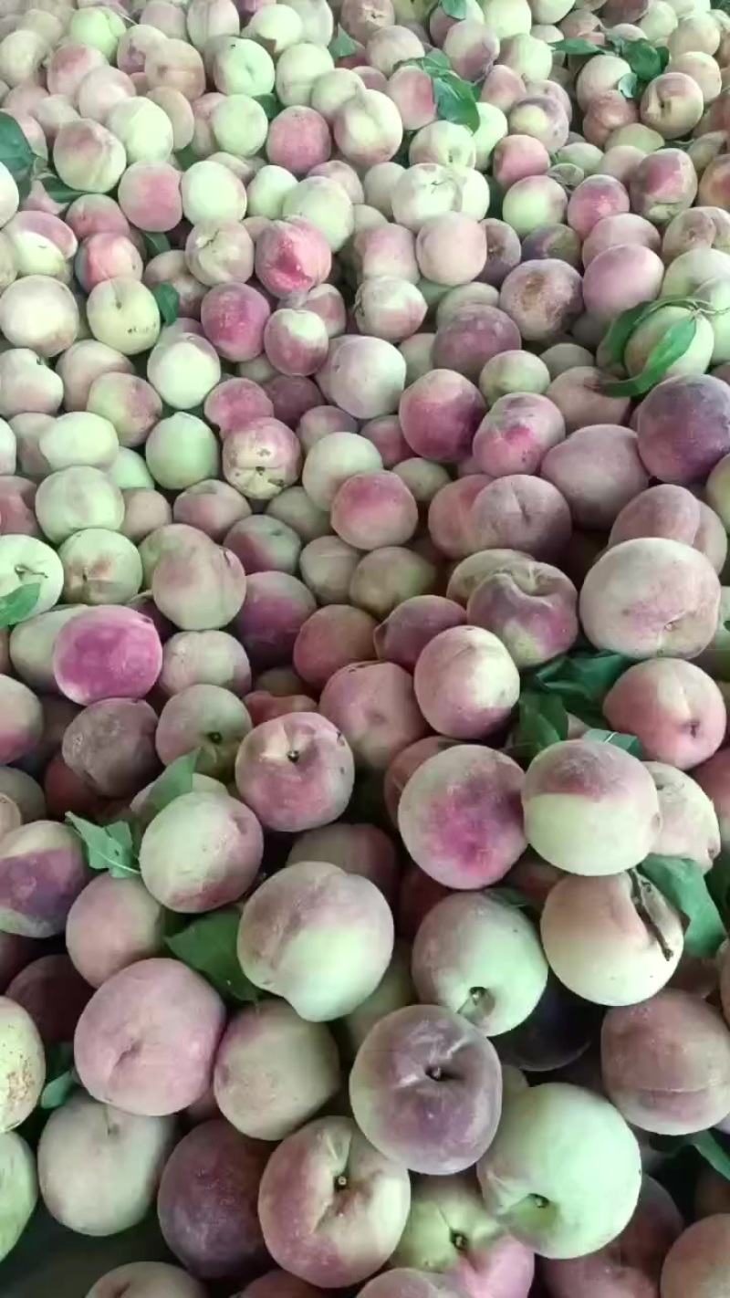 苹果桃大量成熟了，需要的老板抓紧了