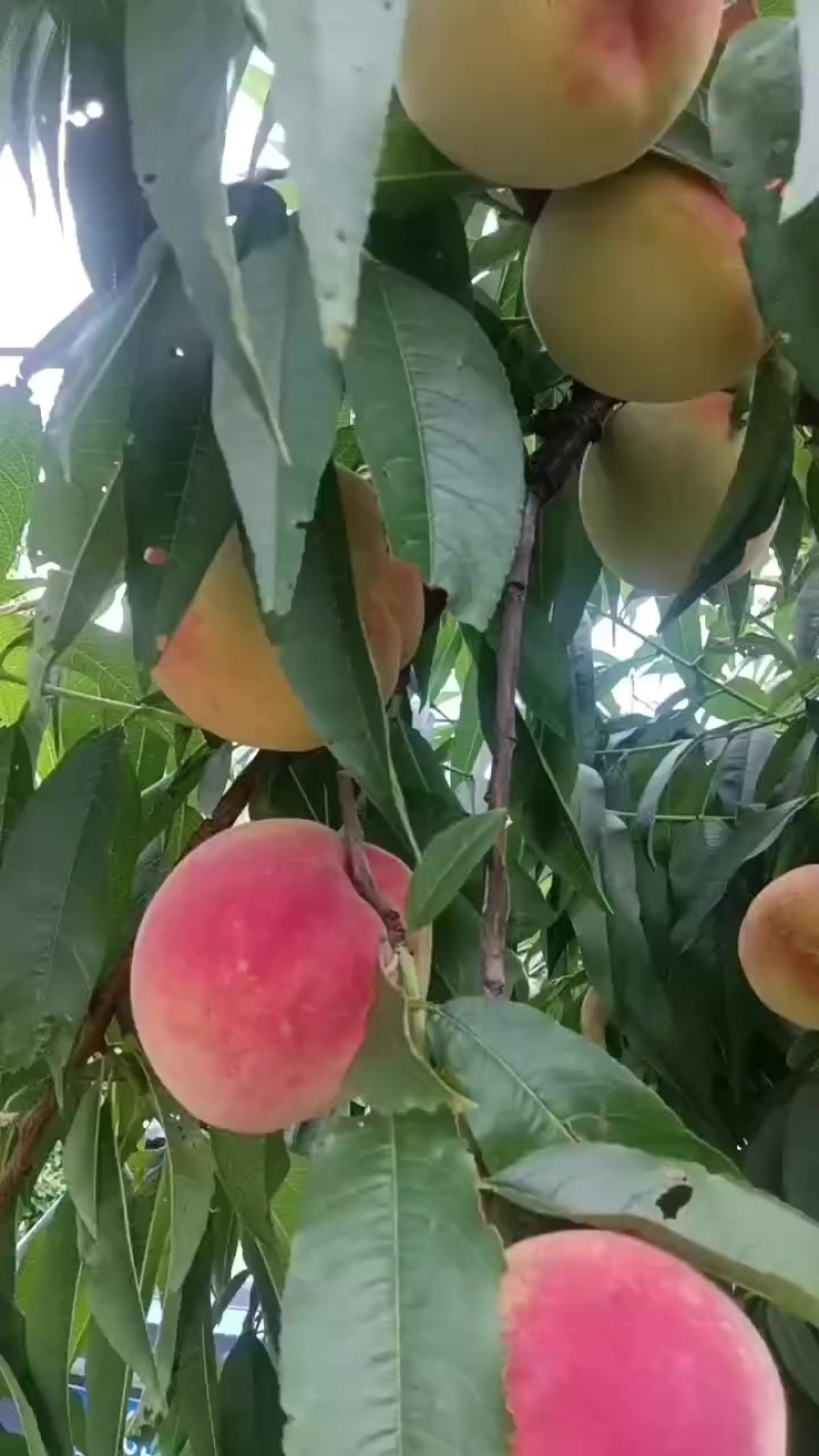 红不软桃大量成熟了，价格美丽