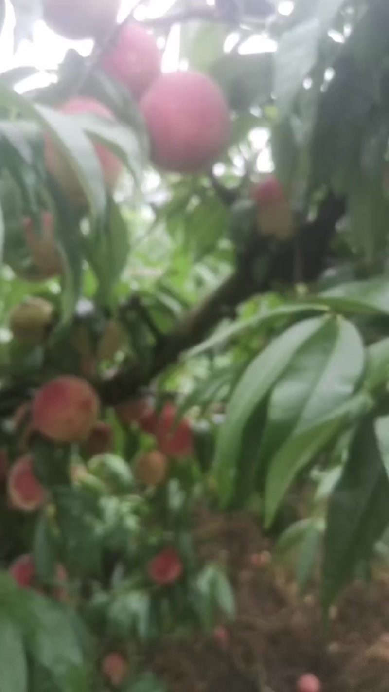 红不软桃大量成熟了，价格美丽