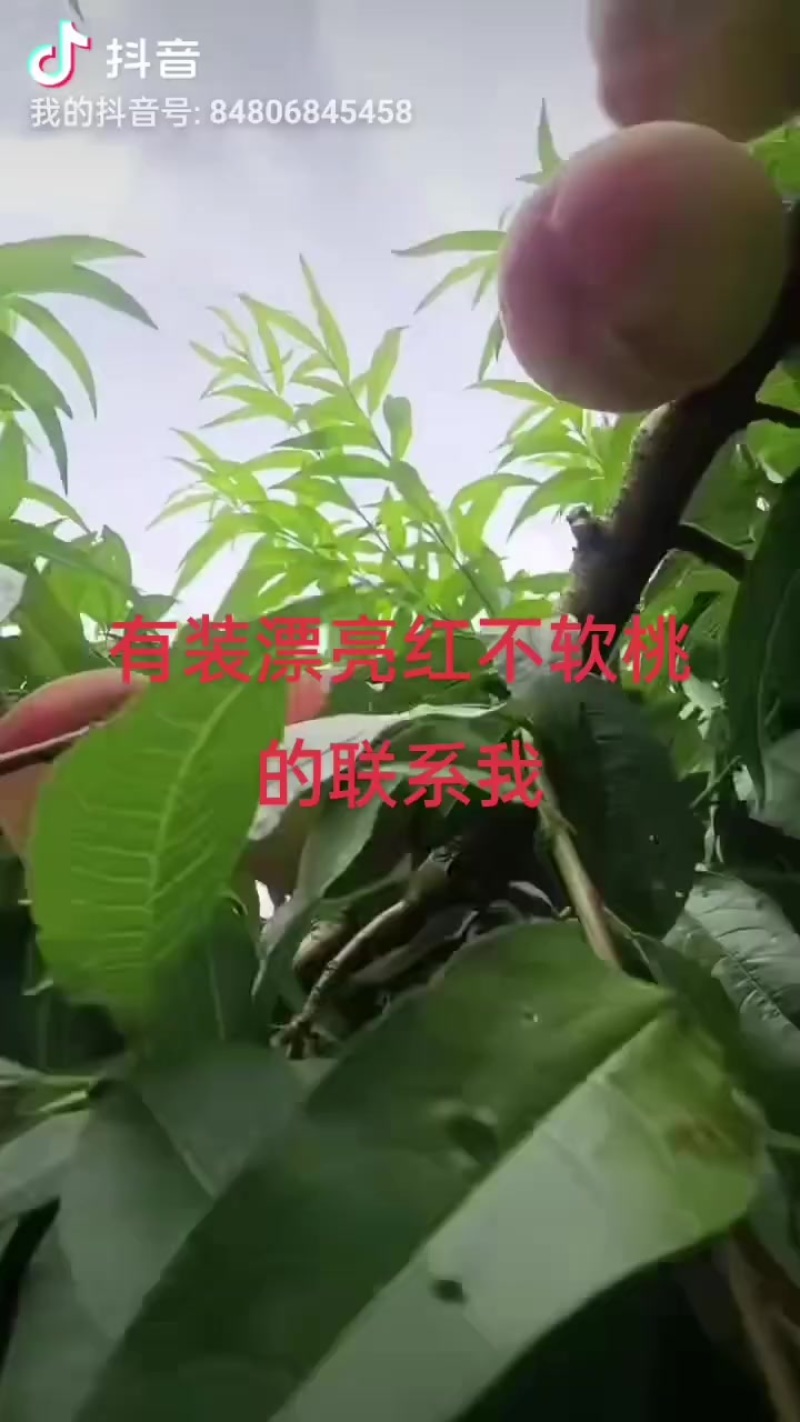 红不软桃大量成熟了，价格美丽