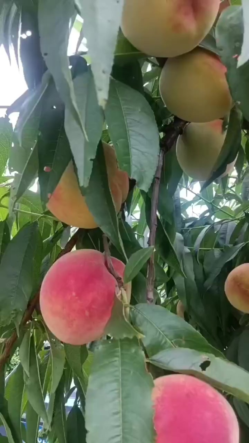 红不软桃大量成熟了，价格美丽