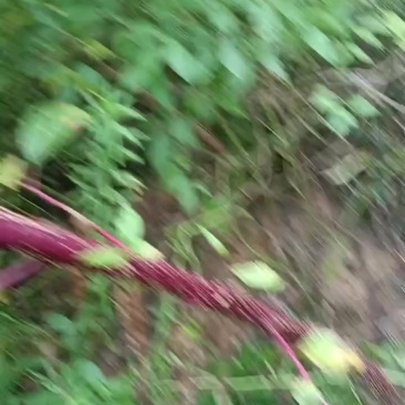 美州锤直商陆，价格可以谈