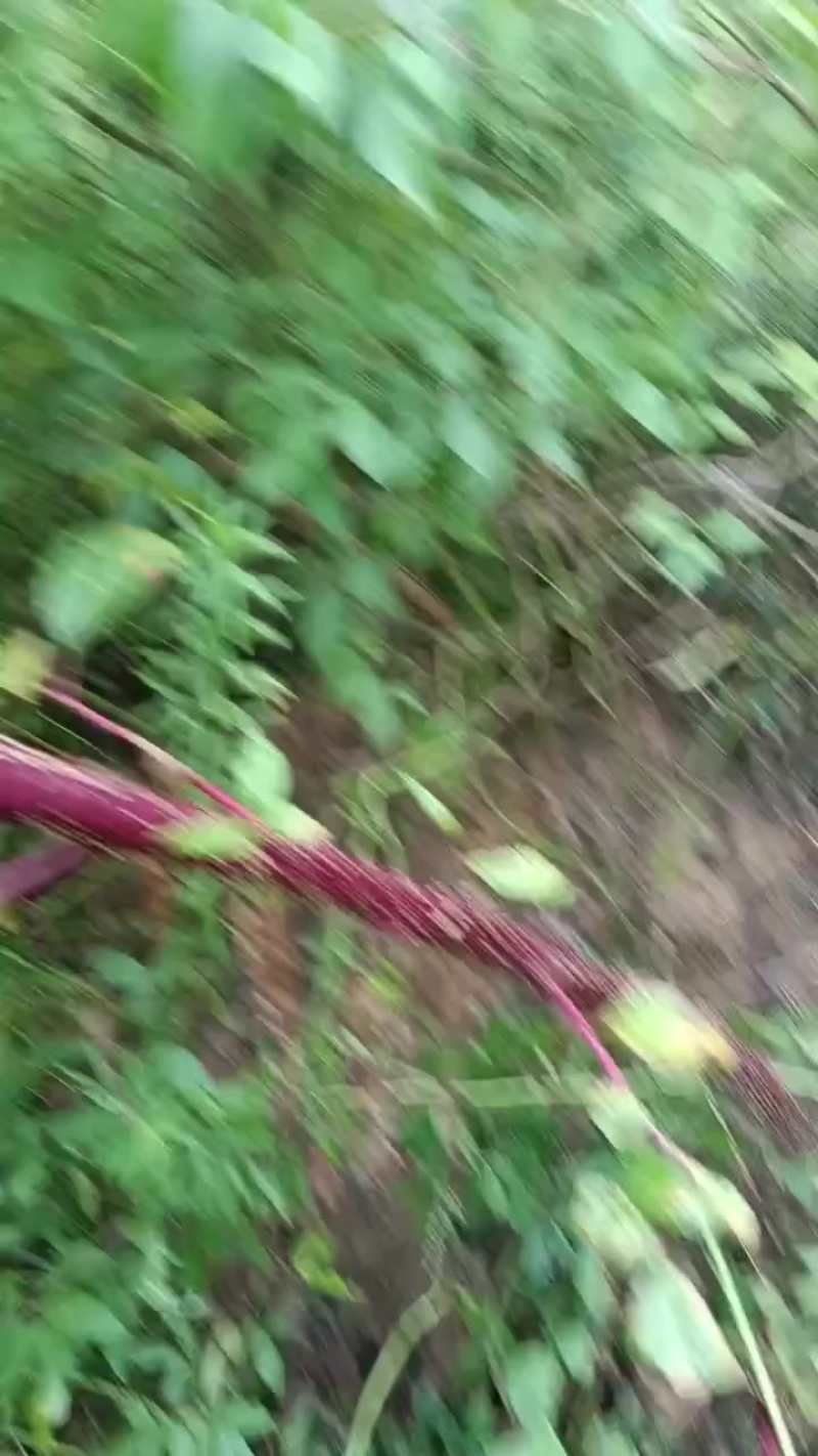 美州锤直商陆，价格可以谈