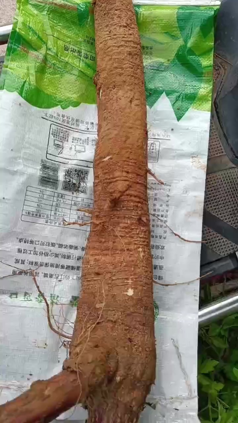 美州锤直商陆，价格可以谈