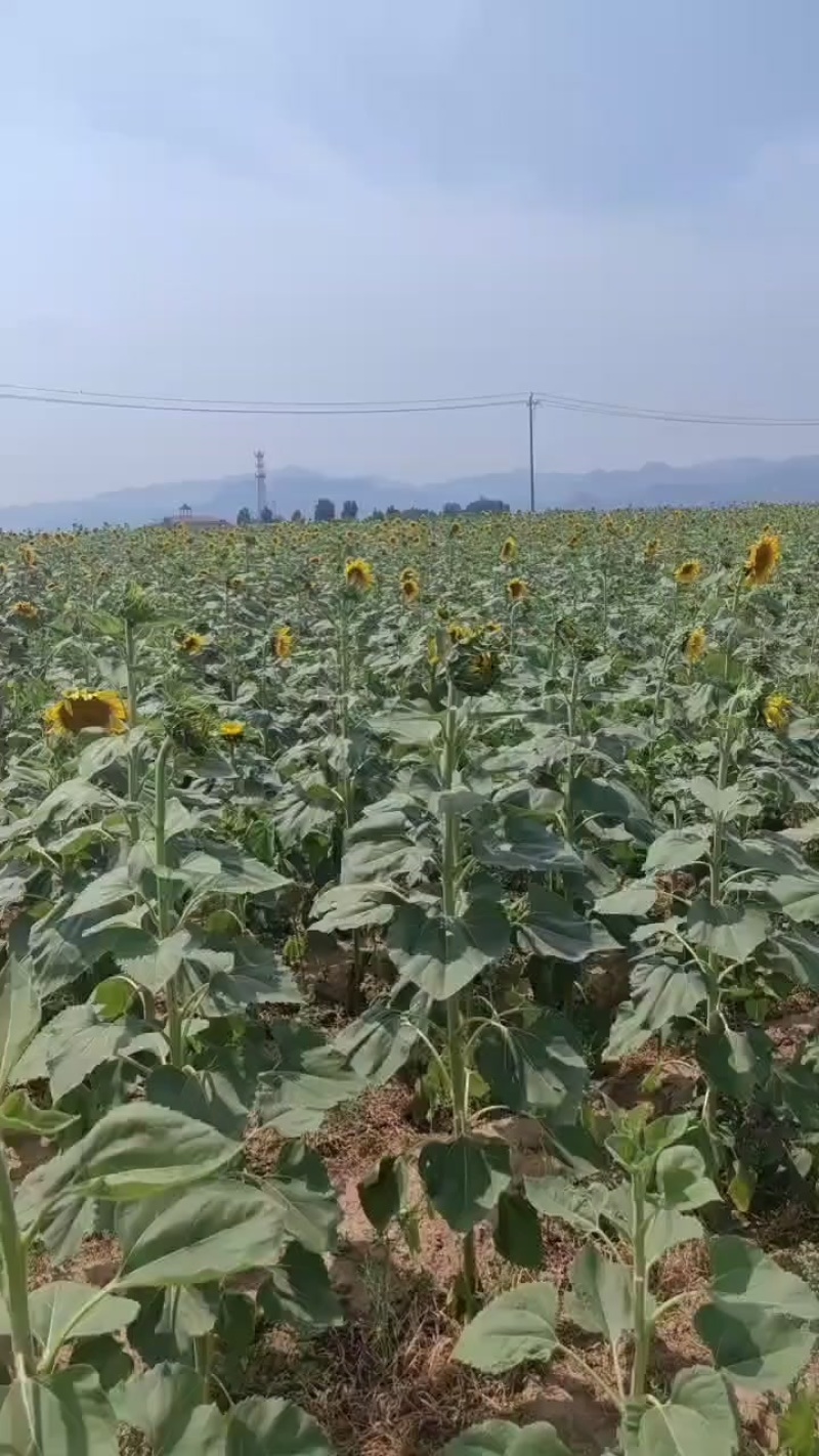 油葵籽