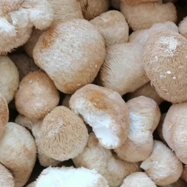 猴头菇