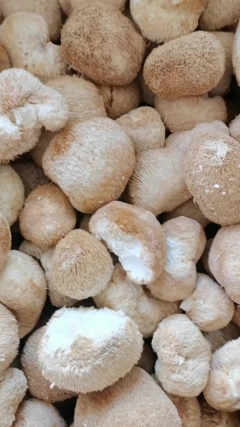 猴头菇