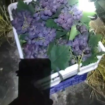 玫瑰香葡萄