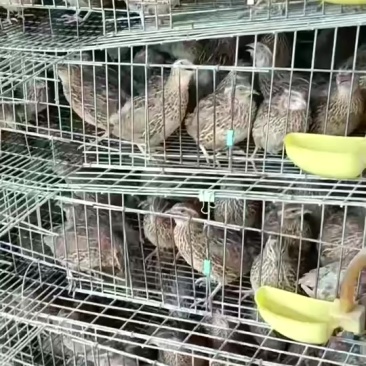 老‮鹑鹌‬鸟3-4两一只，南宁，长‮有期‬货，支‮发持‬货
