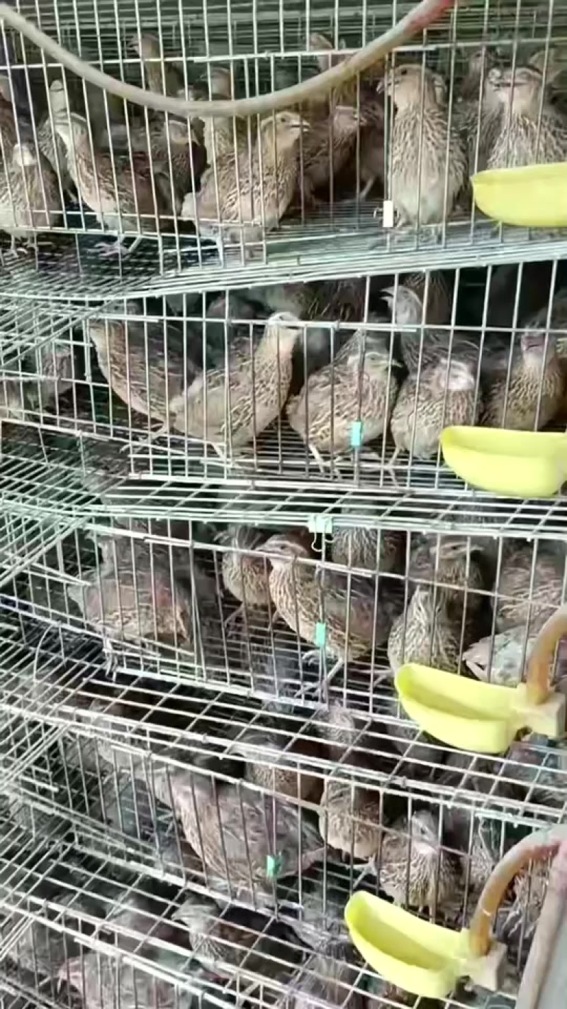 老‮鹑鹌‬鸟3-4两一只，南宁，长‮有期‬货，支‮发持‬货