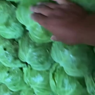 甘蓝大量上市欢迎老板光临有需要的老板联系我