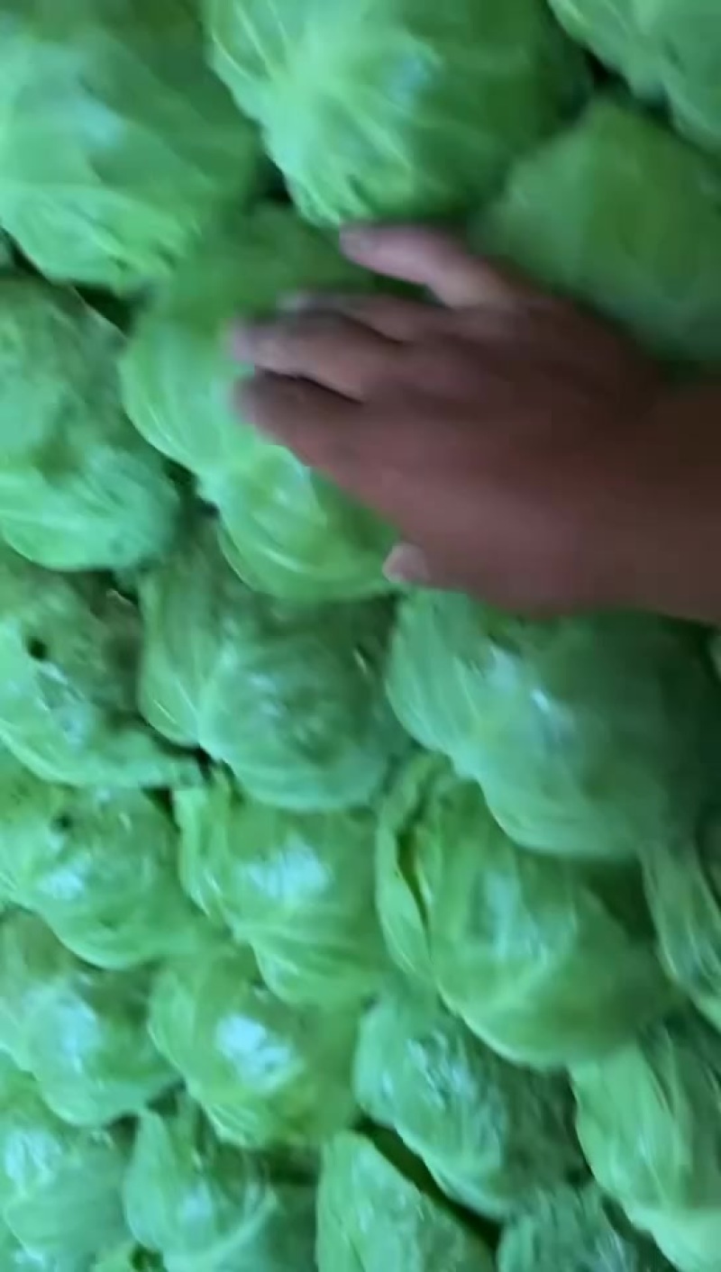 甘蓝大量上市欢迎老板光临有需要的老板联系我