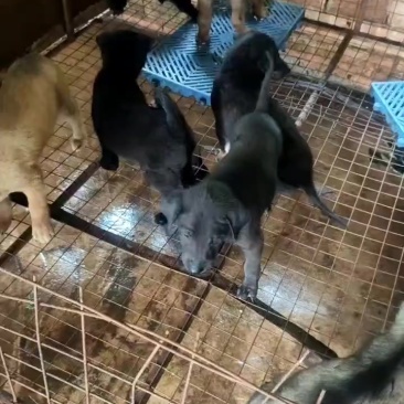 批发小狗苗，有需要的联系我