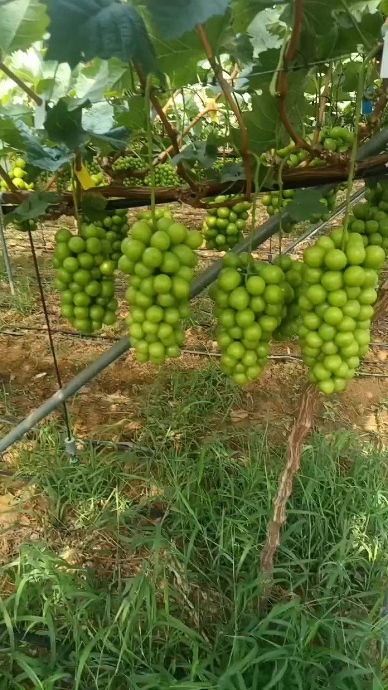 西昌月华葡萄阳光玫瑰