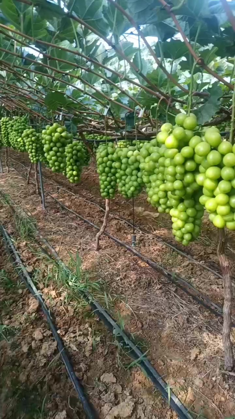 西昌月华葡萄阳光玫瑰