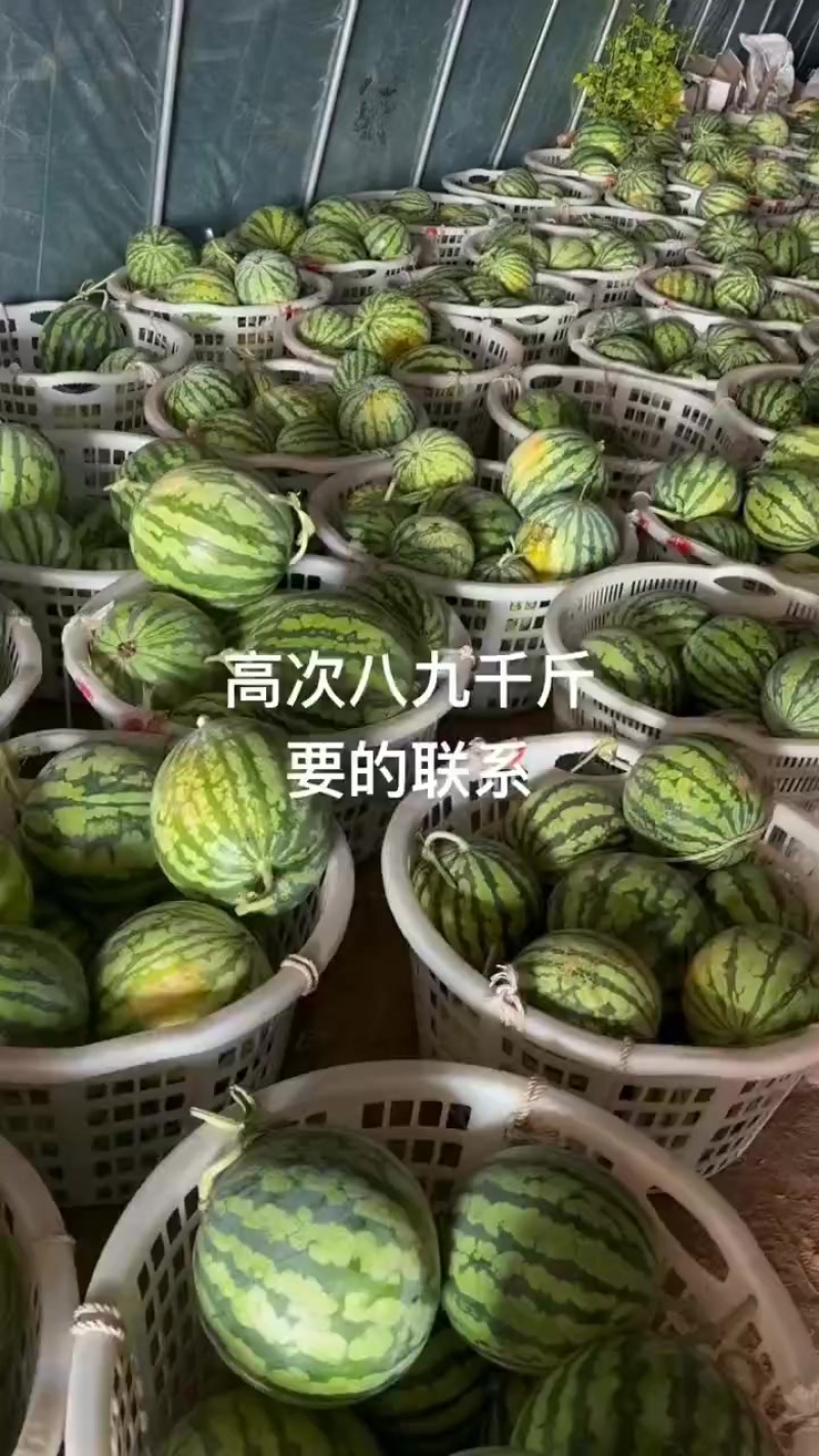 无籽美都