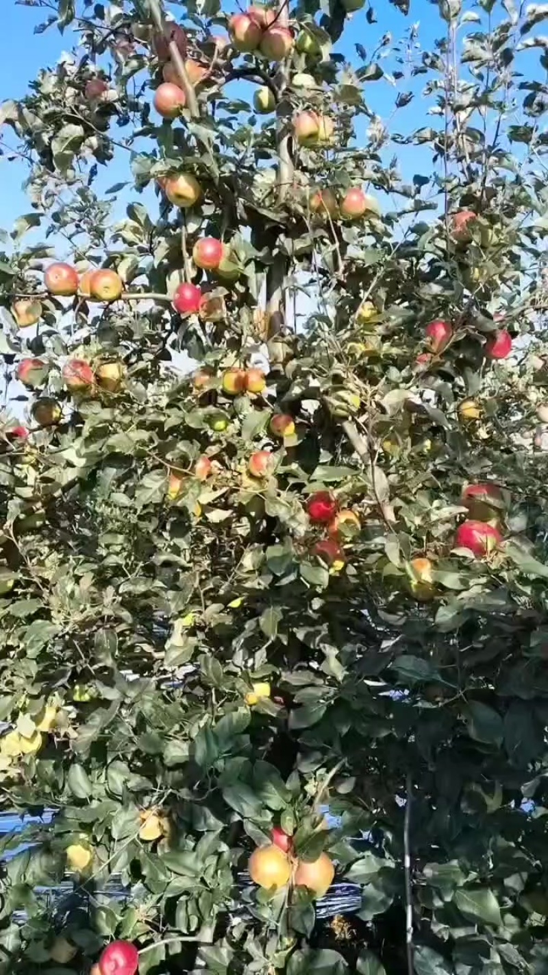 昭通苹果