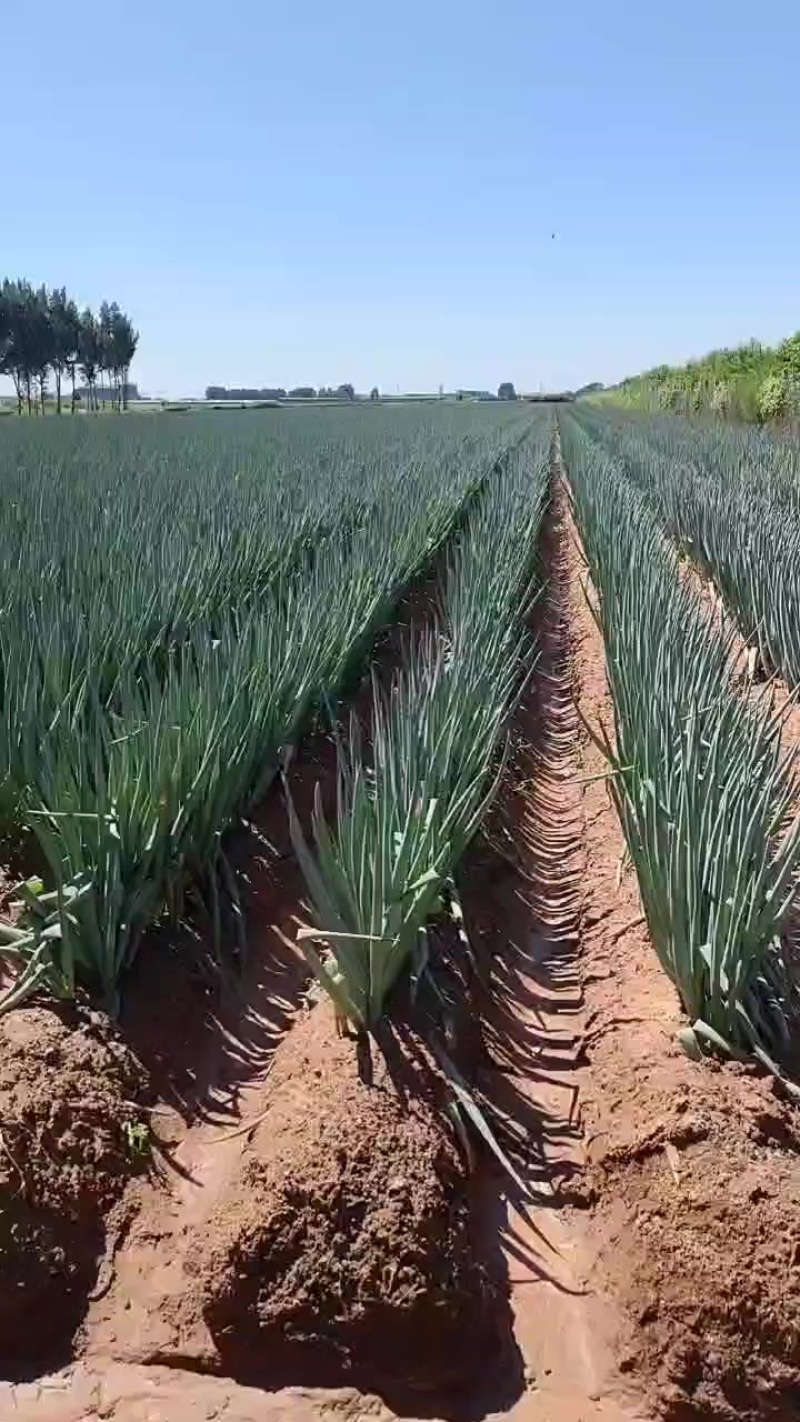 自己家的大葱。
