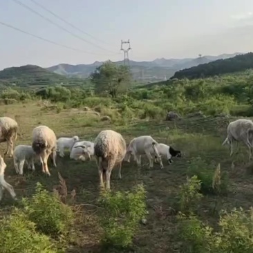 活羊，山羊绵羊。豆波，小尾寒羊，小尾寒串，泰山红，本地山
