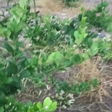 广东香水柠檬