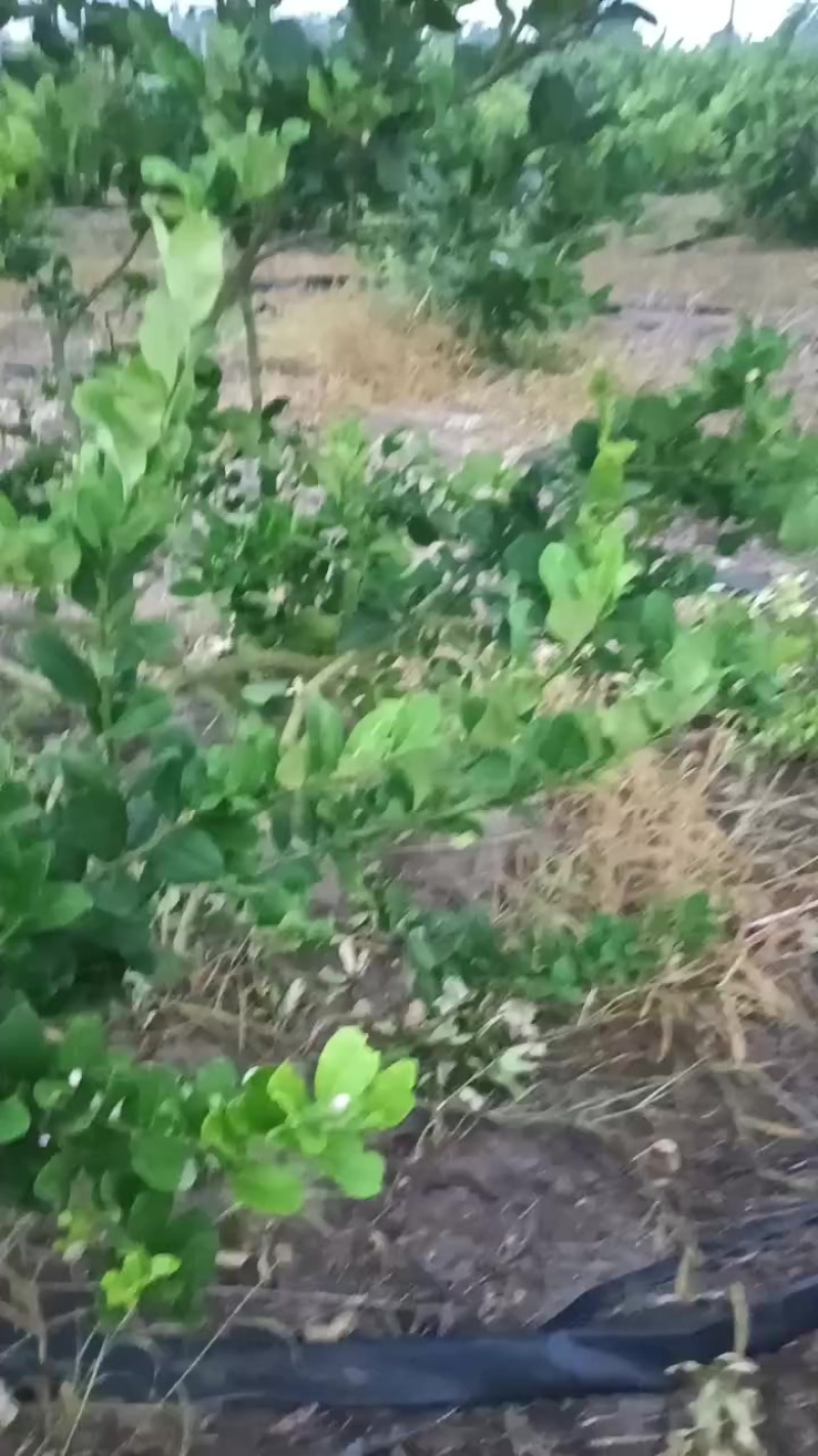 广东香水柠檬