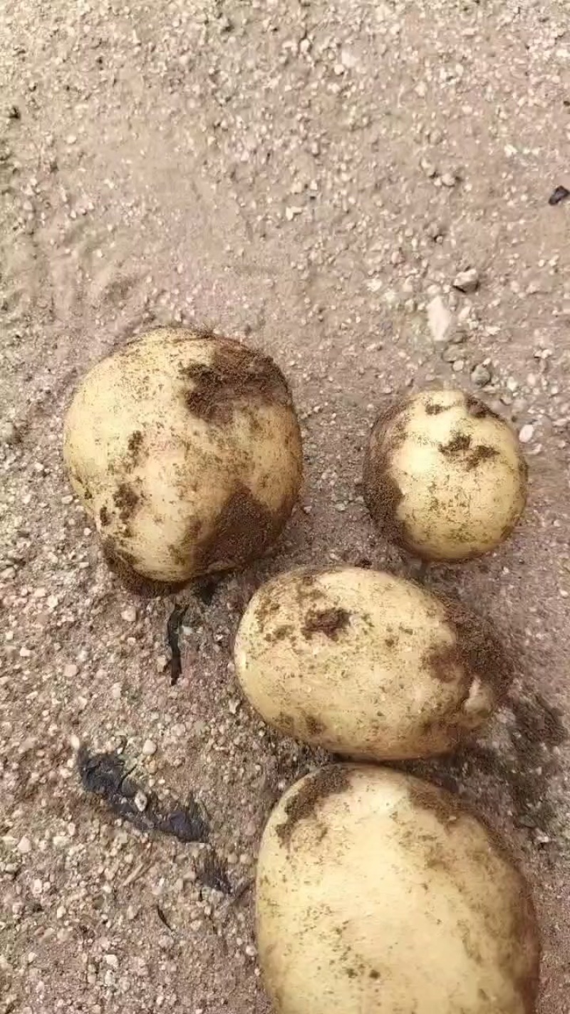 希森六土豆