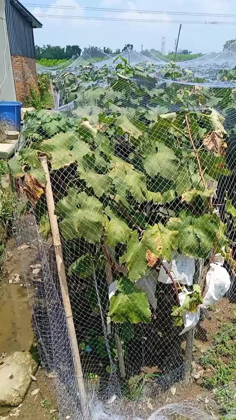 巨峰葡萄
