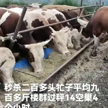 吉林西门塔尔900来斤小牤的，价格低，抗病能力要的老板抓紧来
