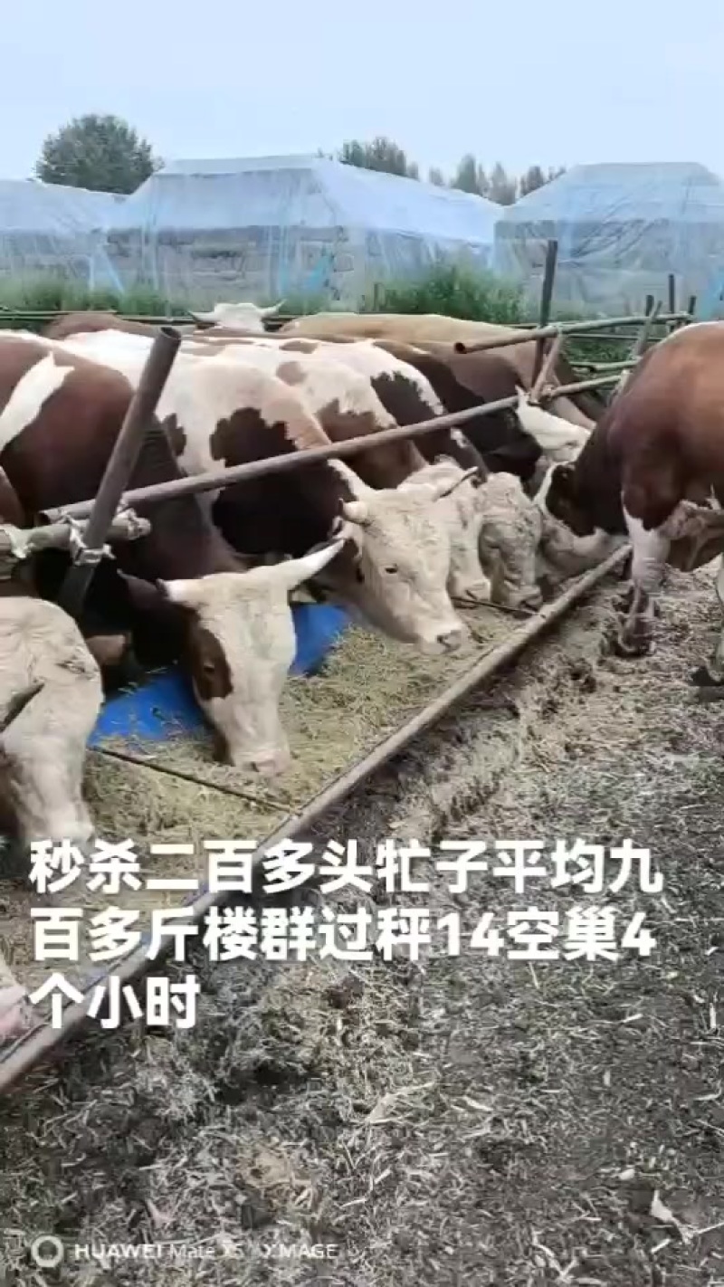 吉林西门塔尔900来斤小牤的，价格低，抗病能力要的老板抓紧来