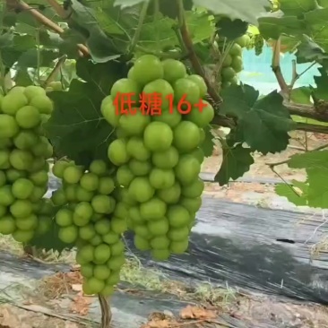 徐州新沂阳光玫瑰