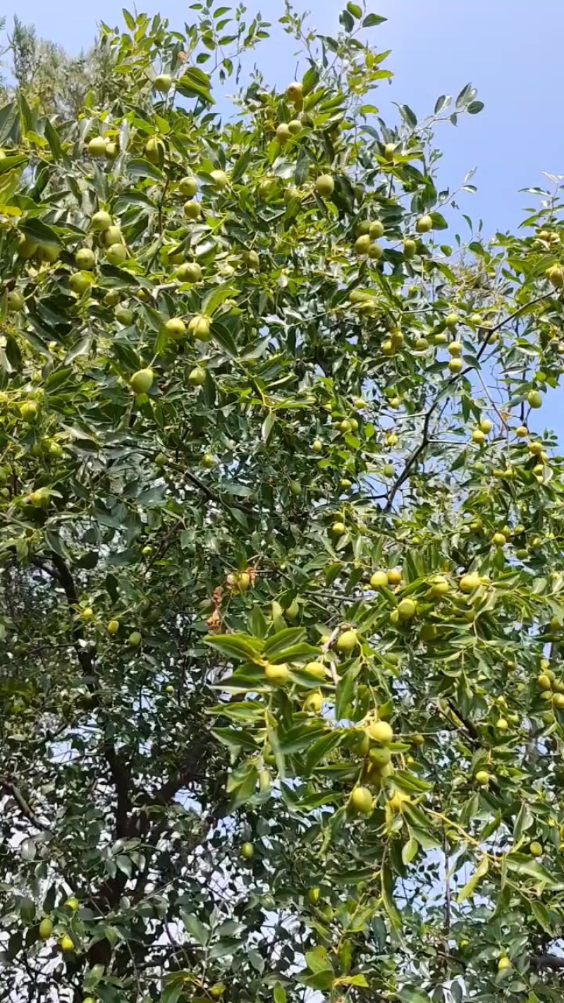 青酸枣
