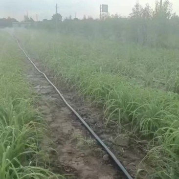 河南灵宝优质黄花菜苗