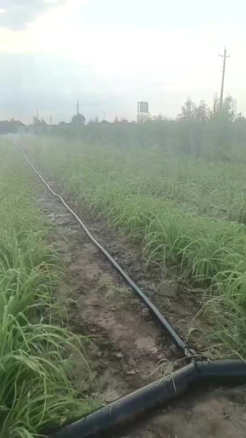 河南灵宝优质黄花菜苗