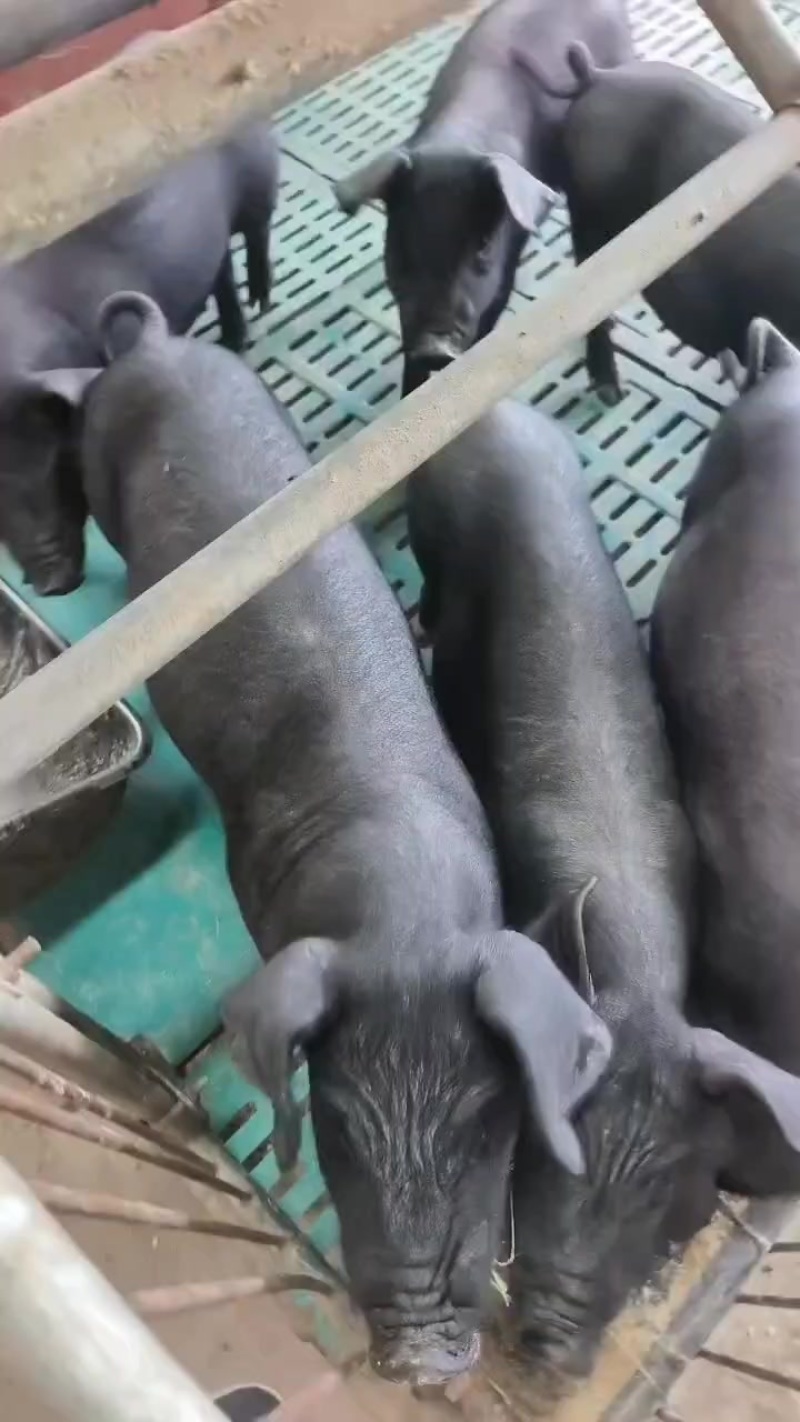 黑金刚仔猪，杜洛克仔猪，大量有货，防疫到位