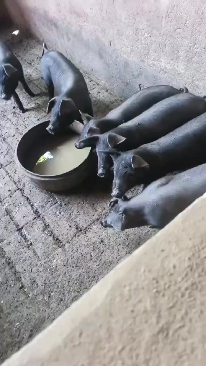 黑金刚仔猪，杜洛克仔猪，大量有货，防疫到位