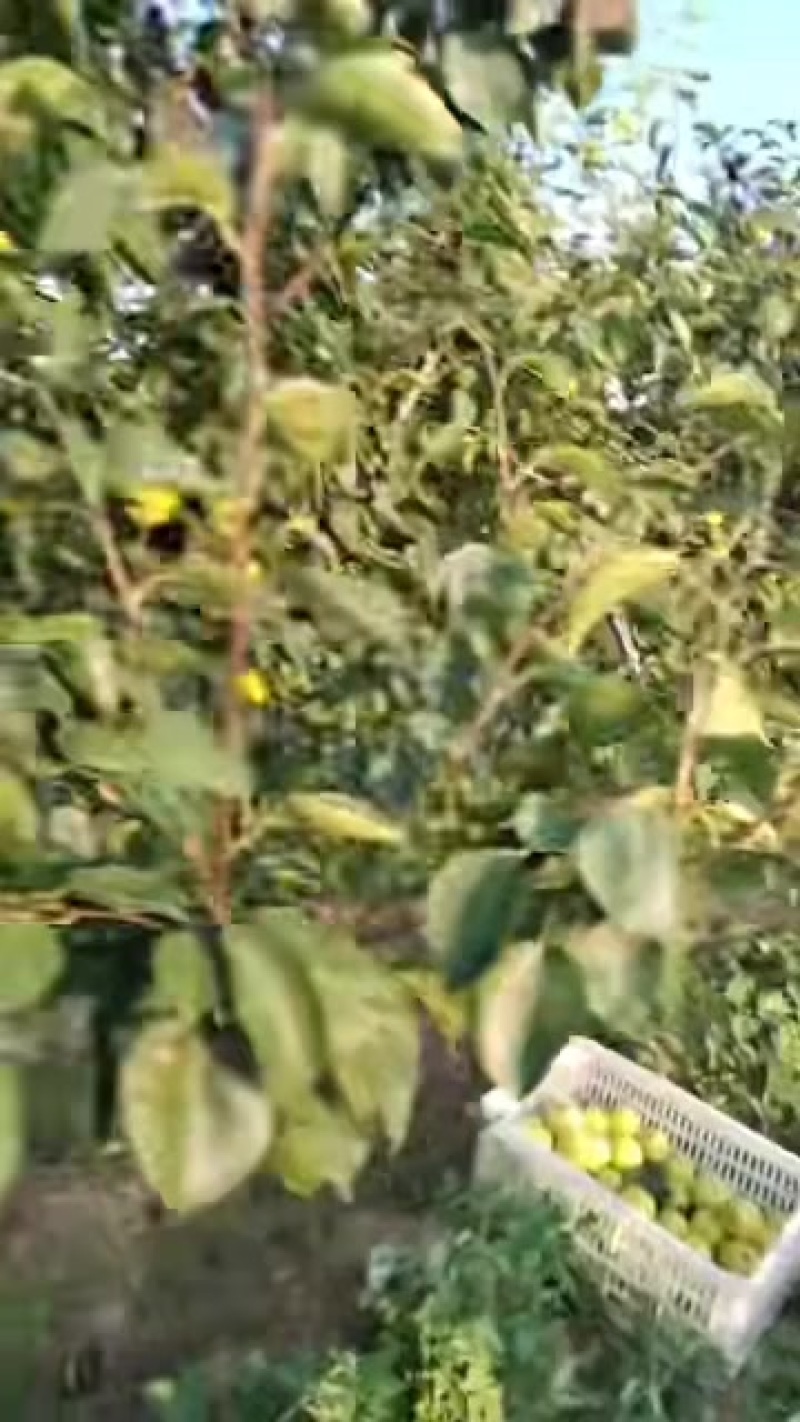 翠管梨子。圆黄梨子，黄花梨子。